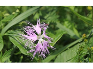 ��ҽ���Ƹ�Ӳ����ˮ��ƫ��