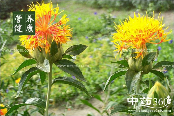 aiyehonghuapaojiaodehaochu