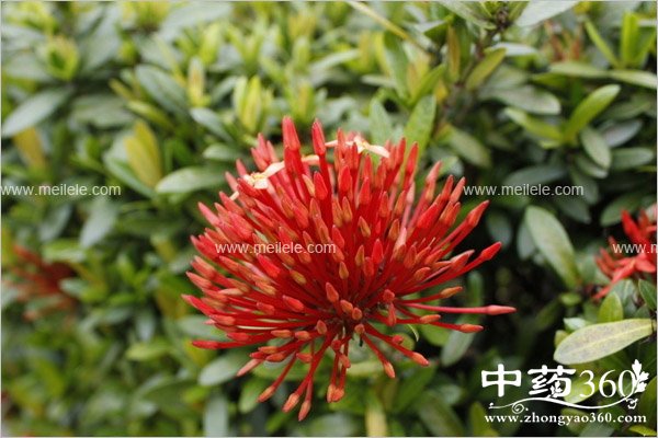 aiyehonghuapaojiaodehaochu