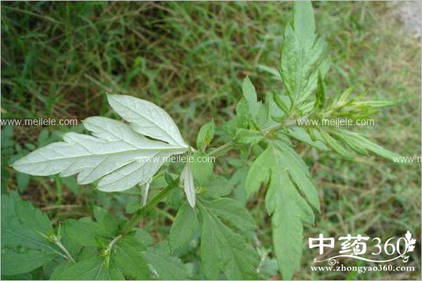 aiyehonghuapaojiaodehaochu