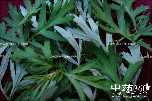 aiyehonghuapaojiaodehaochu