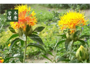 ��Ҷ�컨�ݽŵĺô� ��Ҷ�컨�ݽ��洦����أ�