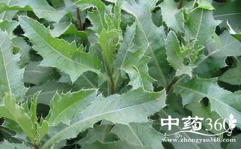 ̶θѪѹķ ̶ƸѪѹ ̶˿θѪѹ