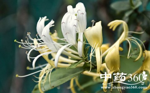 哪些花草也是中药 什么花草可以当作中药 哪些植物是中药