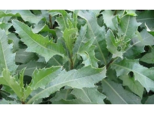 �̶��˵�ֹѪ��Ч���� �̶��˻�����Щ��Ч