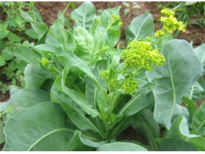 ��ð��Ҫ�ҳ԰����� �¾��ڼ���ԺȰ�������