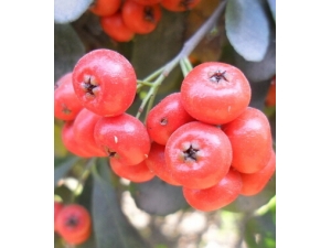 ɽ髵Ĺ�Ч������ ����ʳɽ髻�Ѫ�����ֿ�θ