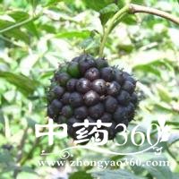 <a href='https://www.zhongyao360.com/z/ciwujia/' target='_blank'></a>