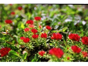 �쾰���������Ч �쾰��ҩ������