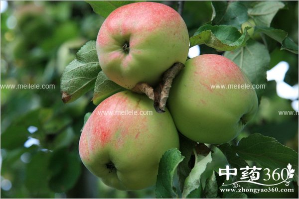 xiaohuabuliangchishenmeshuiguo