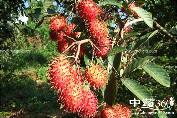 hongmaodandeyingyangjiazhi