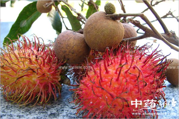 hongmaodandeyingyangjiazhi