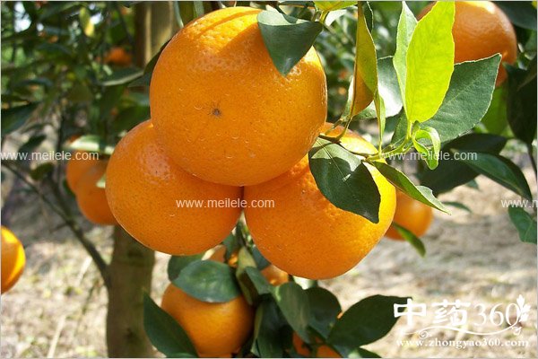 ganjudeyingyangjiazhi