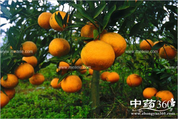 ganjudeyingyangjiazhi