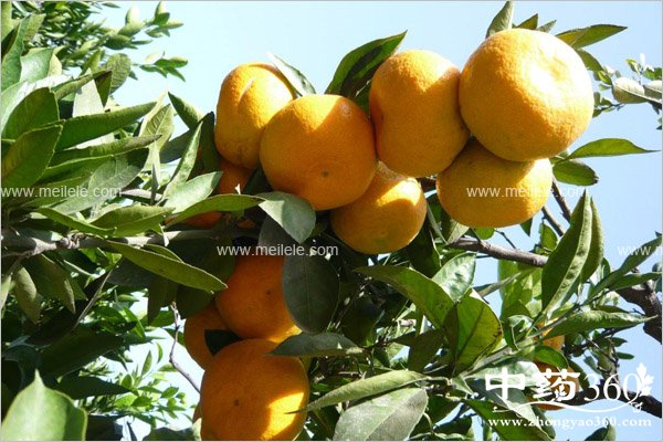 ganjudeyingyangjiazhi