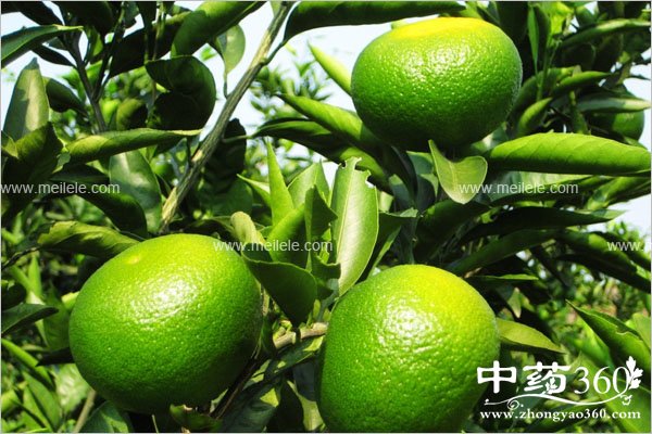 ganjudeyingyangjiazhi