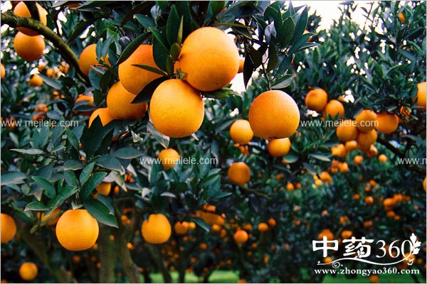 ganjudeyingyangjiazhi