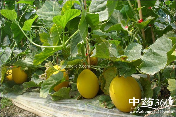 hamiguadeyingyangjiazhi