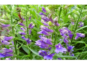 ɽ���˵�����ʲô��  ɽ�������Сƫ��