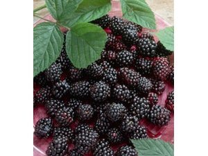 Ѫ���ʲô�� Ů����Ѫ�����������