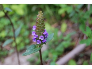 �Ŀݲ�����ʪ����Ч�� �Ŀݲݵ���ζ����