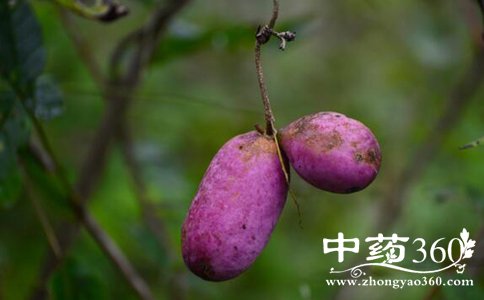 <a href='https://m.zhongyao360.com/z/bayuegua/'>¹</a>ǵҩüֵ ¹Ͽҩ ¹ҩ