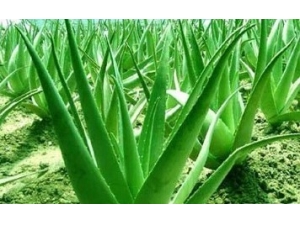 «�������˿���� ����ʲô��Ч