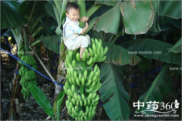 xiangjiaodeyingyangjiazhi