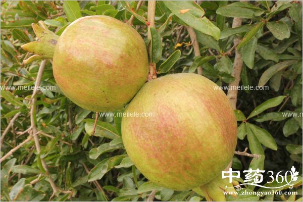 shiliupidegongxiaoyuzuoyong