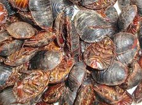 土鳖虫的药理作用