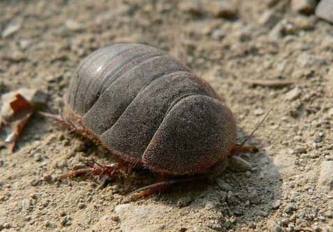 土鳖虫的功效与作用