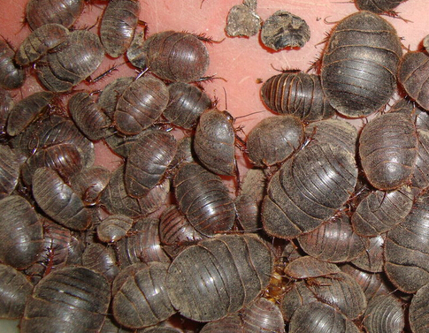 土鳖虫的食用方法