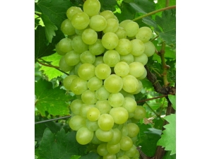 ��Ѫ������ô�� 10ʳ��������Ѫ������Ů��