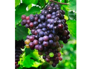 ���ѵĹ�Ч������ ���������ѱ�����