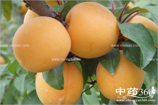 xingdeyingyangjiazhi