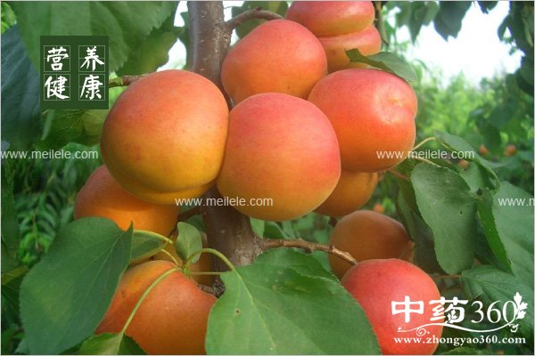 xingdeyingyangjiazhi