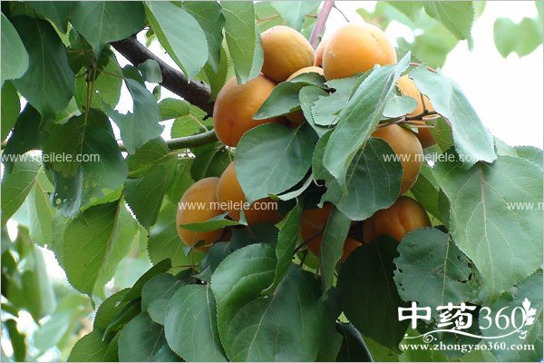 xingdeyingyangjiazhi