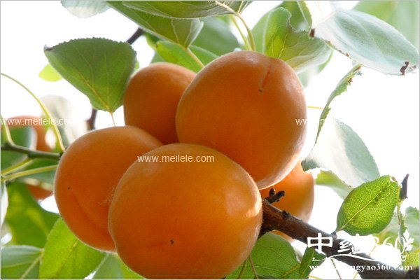 xingdeyingyangjiazhi