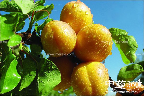 xingdeyingyangjiazhi