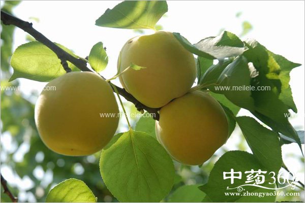 xingdeyingyangjiazhi