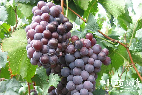 qingrejiedudeshuiguo