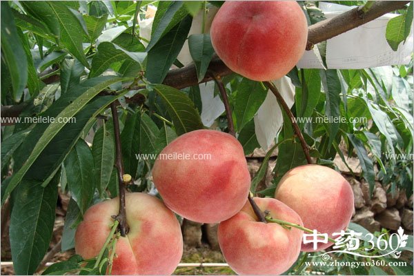 shuimitaodeyingyangjiazhi