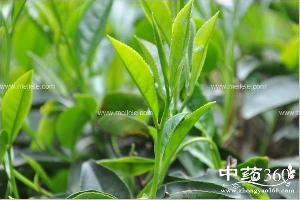 wulongchadegognxiaoyuzuoyong