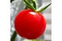 吃西红柿的好处 西红柿治病的十大功效