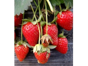 �Բ�ݮ�ĺô� ���С��ʺ󡱽�Ƣ���������