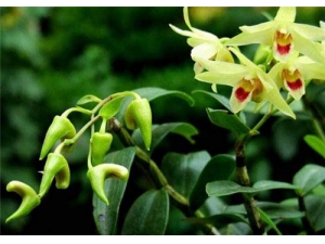 ʯ���Ĺ�Ч������ ʯ���ĳԷ�