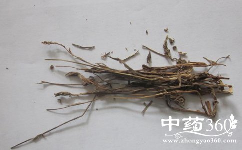 <a href='https://www.zhongyao360.com/z/panlongshen/' target='_blank'></a>ĹЧ ε 