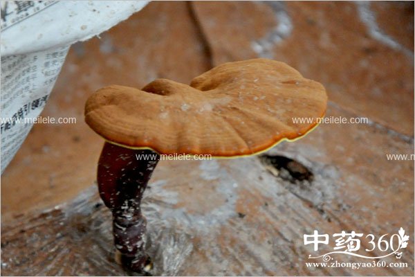 lingzhicaodegongxiao