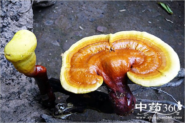 lingzhicaodegongxiao