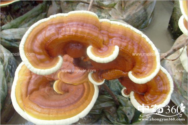 lingzhicaodegongxiao